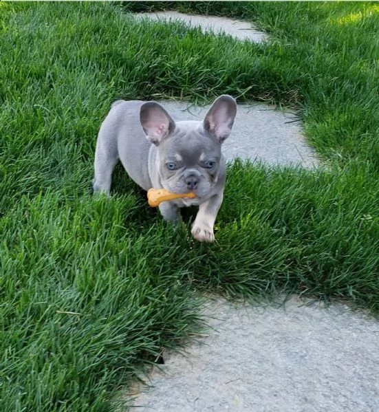 adorable french bulldog puppies | Foto 1
