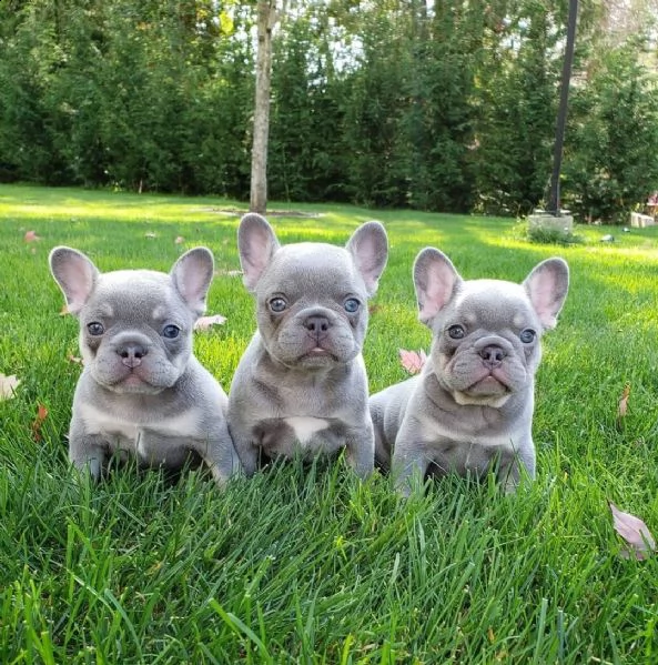 adorable french bulldog puppies