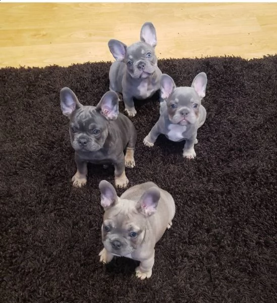 adorable french bulldog puppies | Foto 0