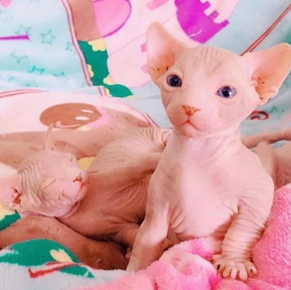 gattini sphynx canadesi