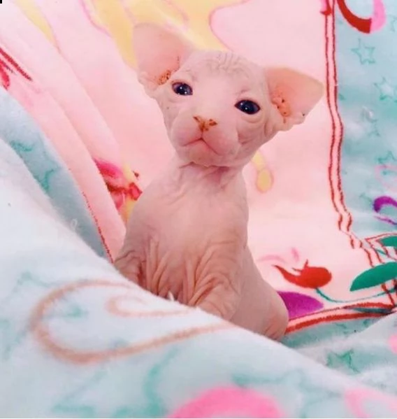 sphynx femmine e maschi