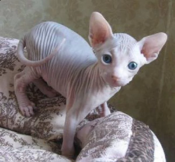gattini don sphynx