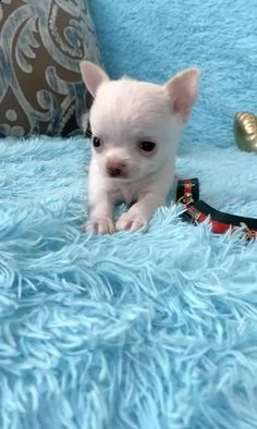 regalo chihuahua per adozione