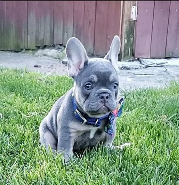 adorable french bulldog puppies | Foto 1