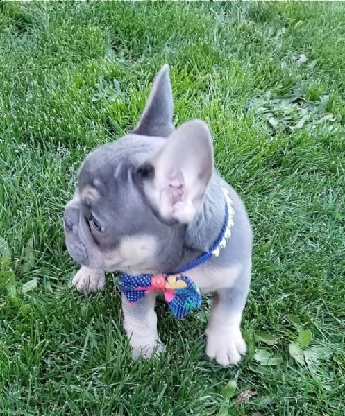 adorable french bulldog puppies | Foto 0