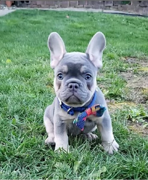 adorable french bulldog puppies