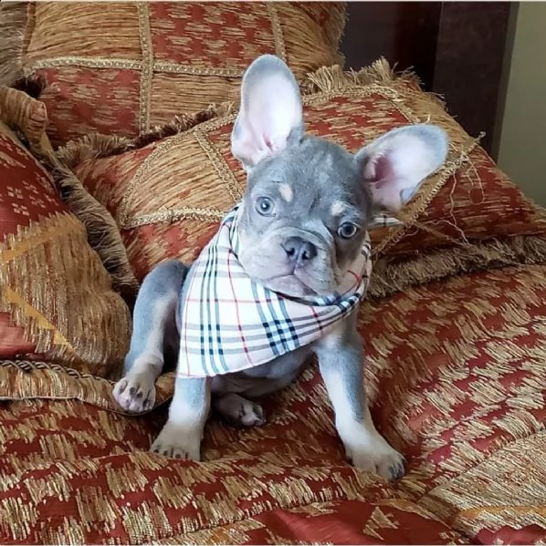 beautiful french bulldogs puppies b | Foto 1