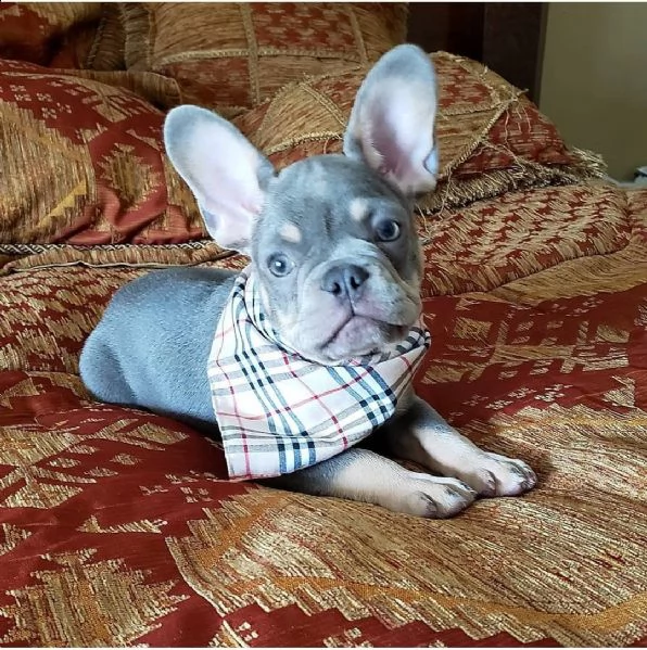 beautiful french bulldogs puppies b