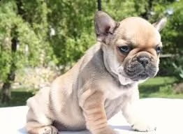 fr,,, bouledogue francese | Foto 0