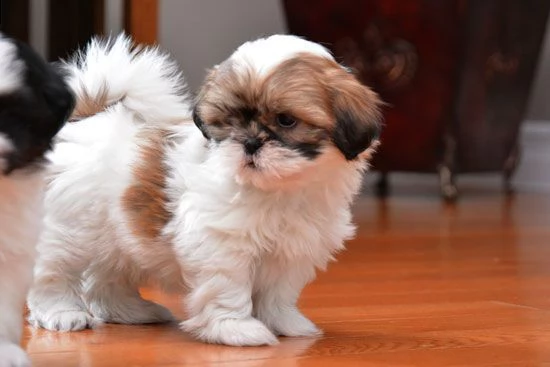  shih-tzu  toy