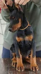 regalo dobermann  | Foto 0