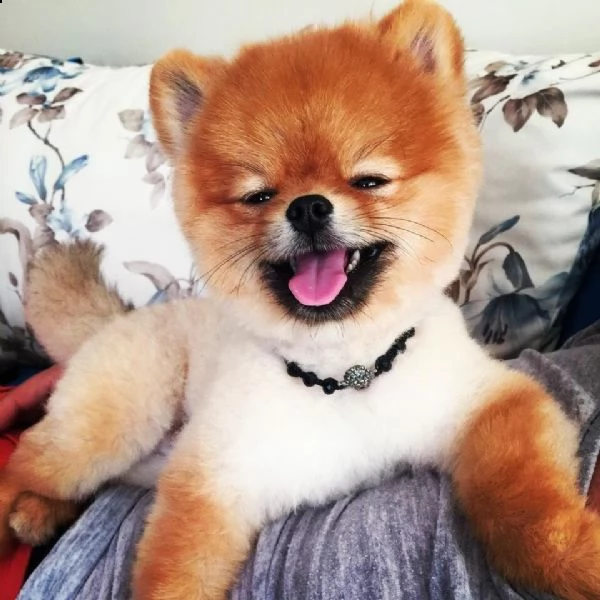  regalo cuccioli di volpino di pomerania..