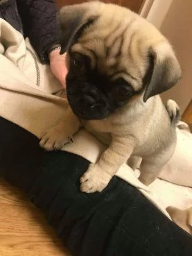 regalo carlino  | Foto 0