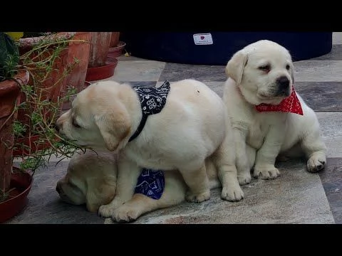 regalo cuccioli di labrador 