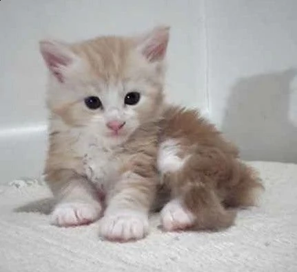 adorabili cuccioli di maine coon gattini femminucce e maschietti disponibili per l'adozione gratuita