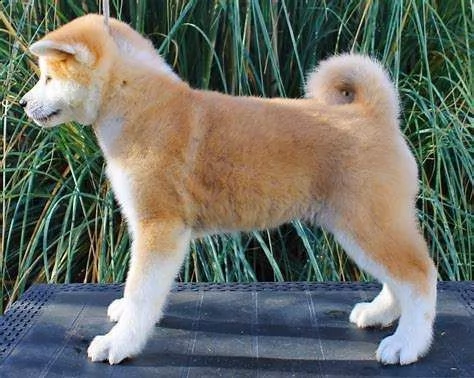  cucciolata di akita inu 