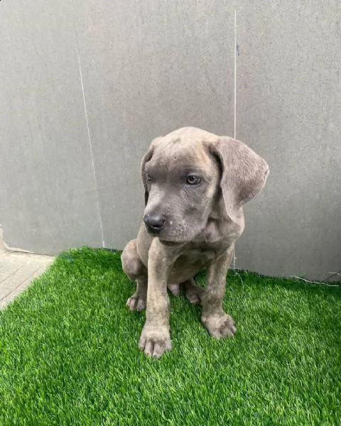 cucciolo maschio di cane corso in adozione