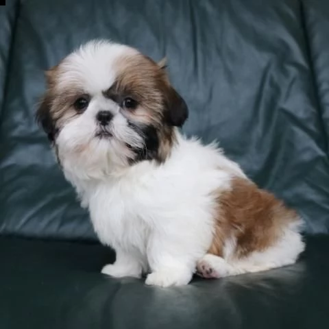   regalo shih-tzu  toy | Foto 0