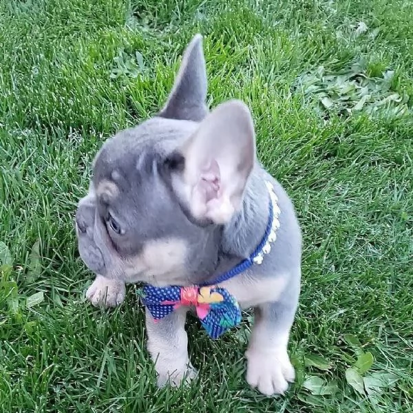 adorabile bulldog francese per regalo adozione