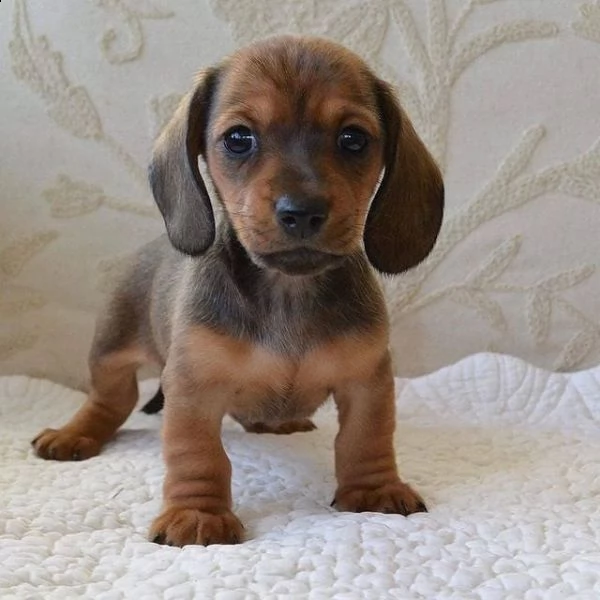 regalo adorabili cuccioli  bassotto femminucce e maschietti disponibili