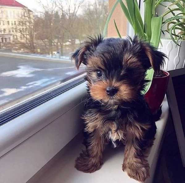    regalo yorkshire cuccioli meravigliosi ! 