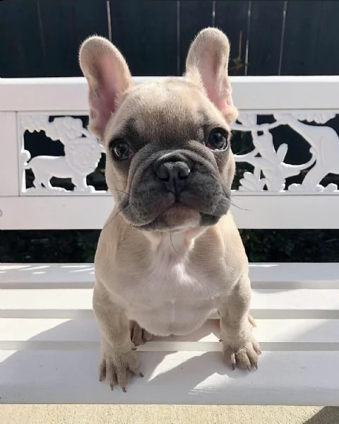adorabile bulldog francese per regalo adozione