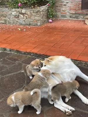 cuccioli di akita inu disponibili 