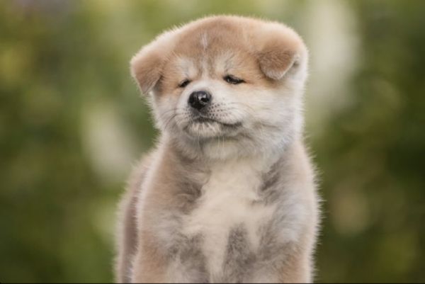  regalo akita-inu  | Foto 0