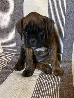 boxer solo per amanti animali