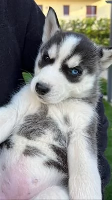 husky