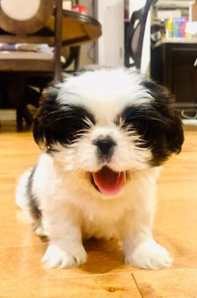 cuccioli di shih tzu!!