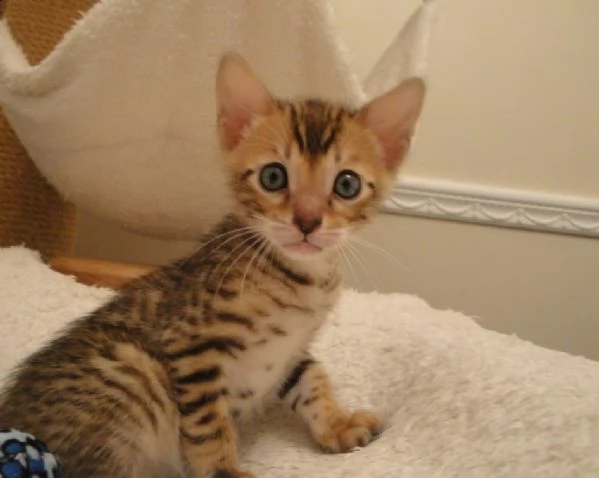 disponibile bengala brown spotted tabby | Foto 0