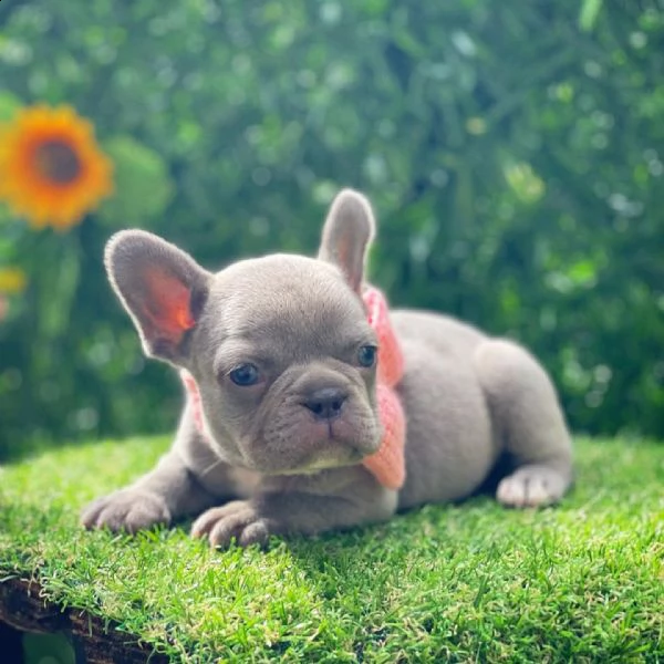bulldog francese