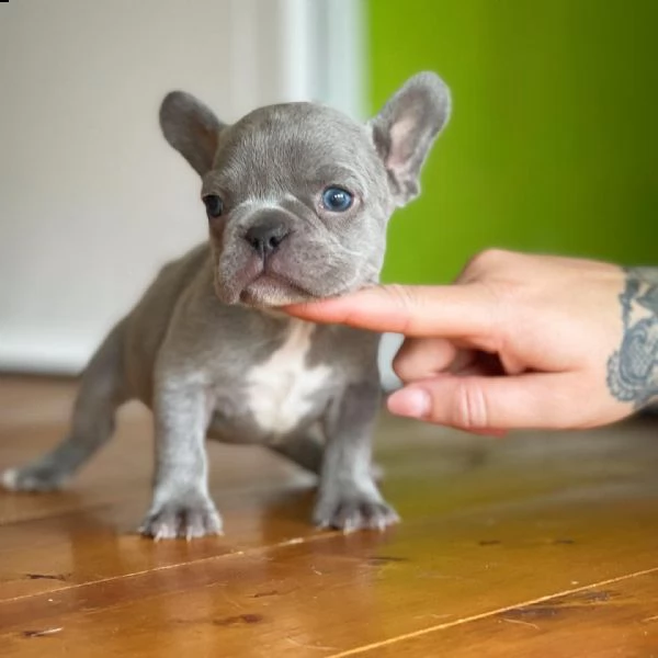 bulldog francese | Foto 2
