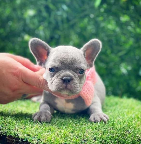 bulldog francese | Foto 1