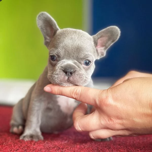 bulldog francese | Foto 0