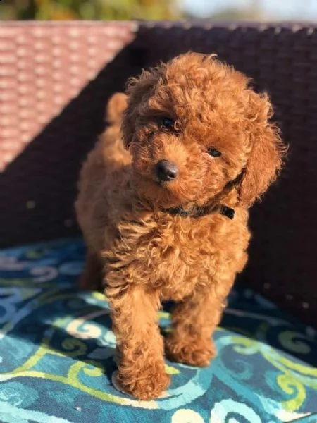 cuccioli barboncini toy