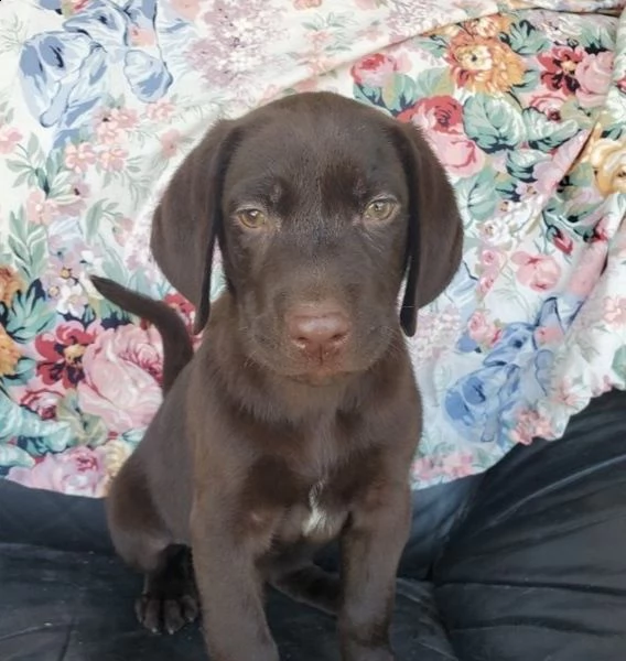 regalo labrador james cuccioli meravigliosi ! 