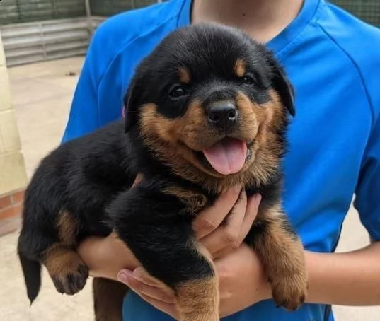 disponibili meravigliosi cuccioli di rottweiler
