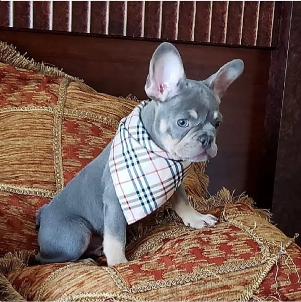adorabile bulldog francese per regalo adozione