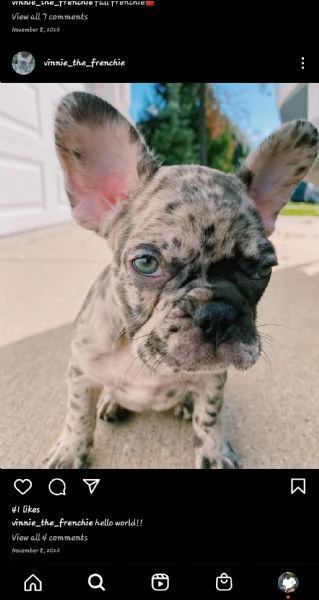 adorabile bulldog francese per regalo adozione[at]#[at]#[at]#[at]#[at]
