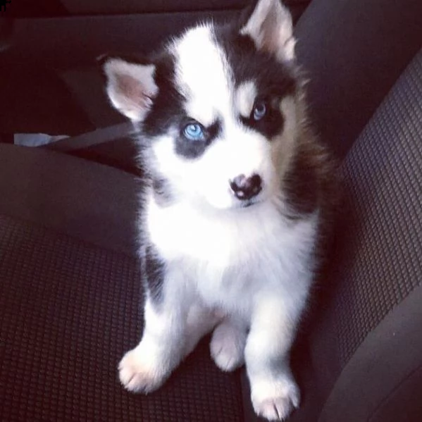 regalo siberian husky con pedigree 
