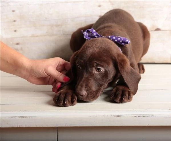 regalo labrador james cuccioli meravigliosi ! 