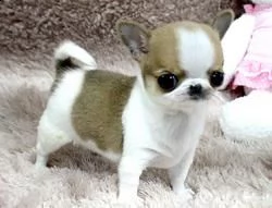 chihuahua
