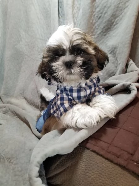  regalo cuccioli di shitzu e-mail  (marieiris783[at]gmail[.com]) grazi meraviglioso il musetto degli shih