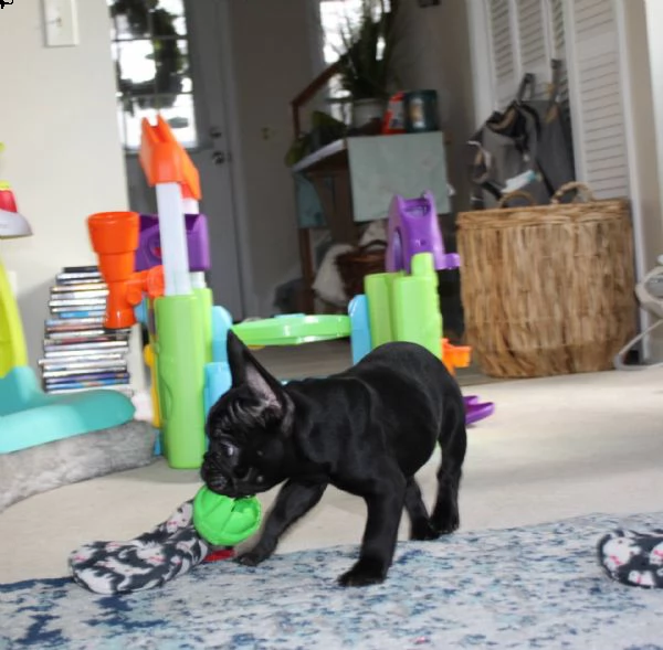  regalo bulldog francese. regalo bulldog francese.regalo bulldog francese. disponiamo di cuccioli bu