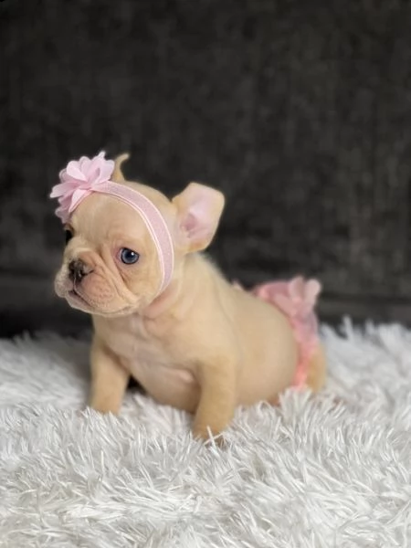  regalo meravigliosi cuccioli di bulldog francese  casa cresciuto, salute garantita, vasino addestra