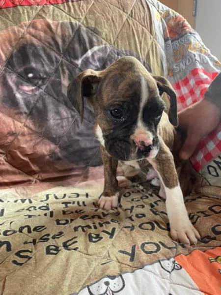  boxer cuccioli introvabili cuccioli di boxer intelligenti e dolcissimi attaccati al padrone cucciol