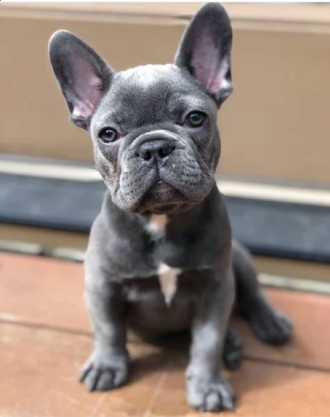 adorabile bulldog francese per regalo adozione