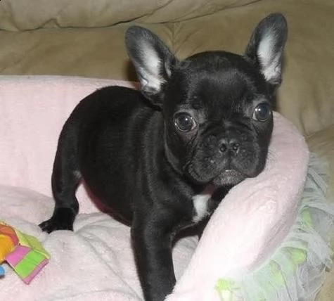  cucciolo di bulldog francese blu 